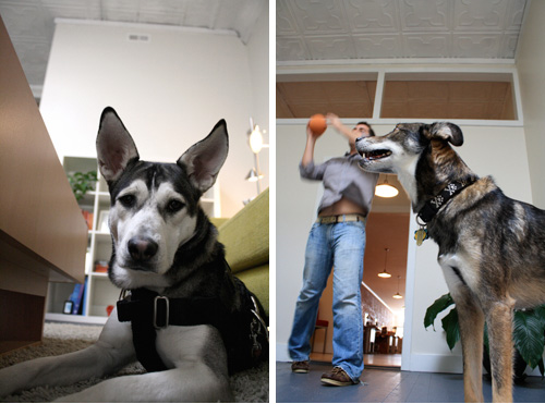 dogsatwork dogsatwork