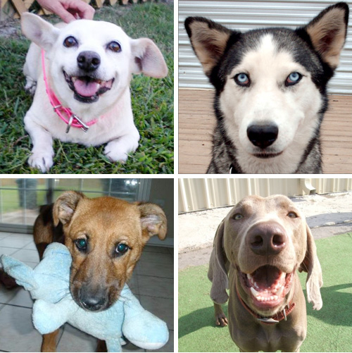 petfinder1