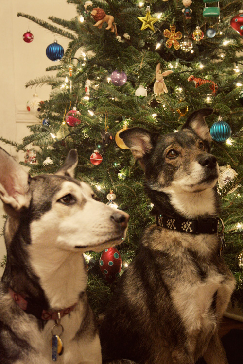 christmasphoto1