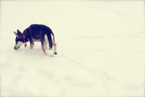 kbecker_dottieinthesnow kbecker_dottieinthesnow