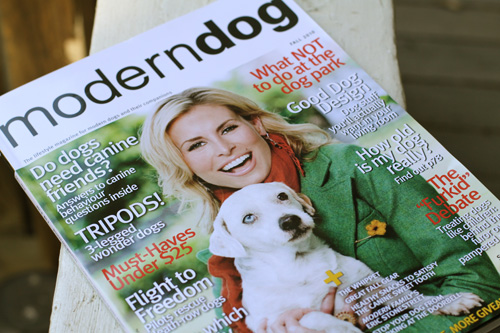 modern_dog1