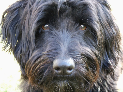 stella1